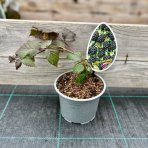 Černica nepichľavá - beztŕňová (Rubus fruticosus) ´ČAČANSKÁ BEZTRNNÁ´ - výška 30-40 cm, kont. P13, stredne skorá